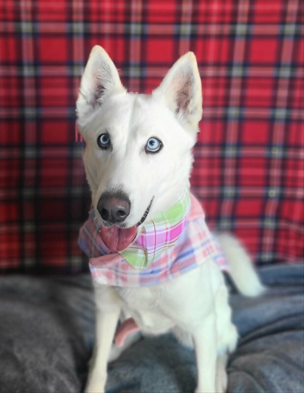 Picture of the Animal Listed